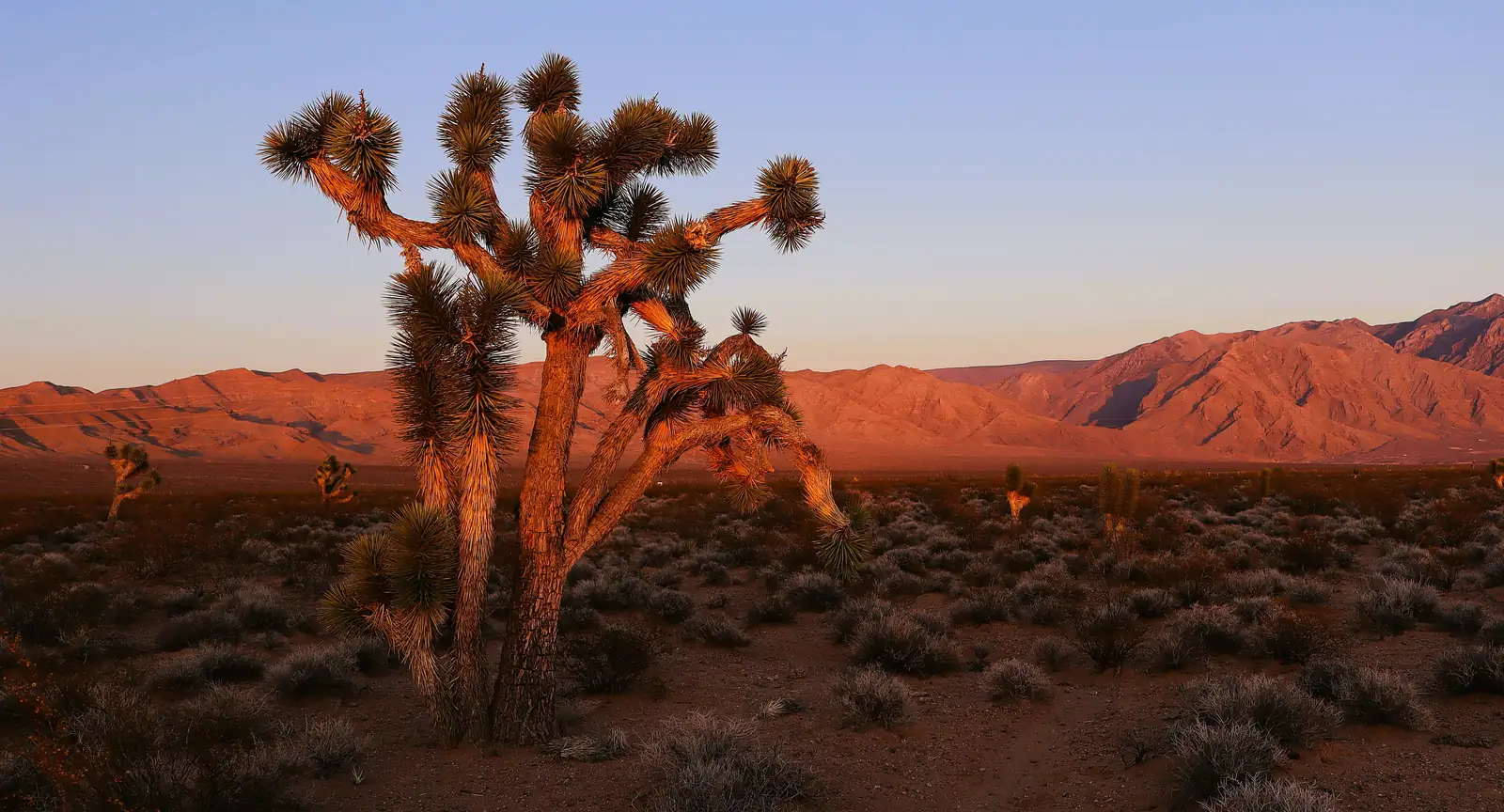 A Joshua tree glowing in evening light, mountains behind